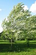     () (Acer saccharinum) - 102