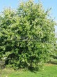     () (Acer saccharinum) - 106