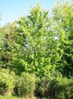     () (Acer saccharinum) - 108