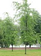       (   ) (Acer saccharinum 'Laciniatum Wieri') - 102