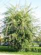       (   ) (Acer saccharinum 'Laciniatum Wieri') - 103