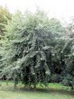       (   ) (Acer saccharinum 'Laciniatum Wieri') - 105