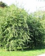       (   ) (Acer saccharinum 'Laciniatum Wieri') - 106