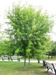     () (Acer saccharinum) - 201