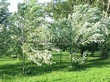     () (Acer saccharinum) - 203