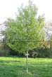     () (Acer saccharinum) - 205