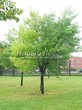     () (Acer saccharinum) - 206