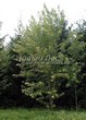     () (Acer saccharinum) - 207
