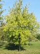     () (Acer saccharinum) - 208