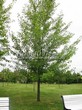     () (Acer saccharinum) - 209