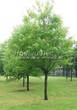     () (Acer saccharinum) - 211