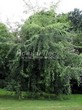       (   ) (Acer saccharinum 'Laciniatum Wieri') - 201