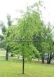       (   ) (Acer saccharinum 'Laciniatum Wieri') - 202