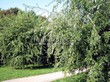       (   ) (Acer saccharinum 'Laciniatum Wieri') - 203