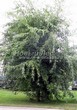       (   ) (Acer saccharinum 'Laciniatum Wieri') - 206